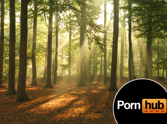 PornHub Trees PornHub Trees